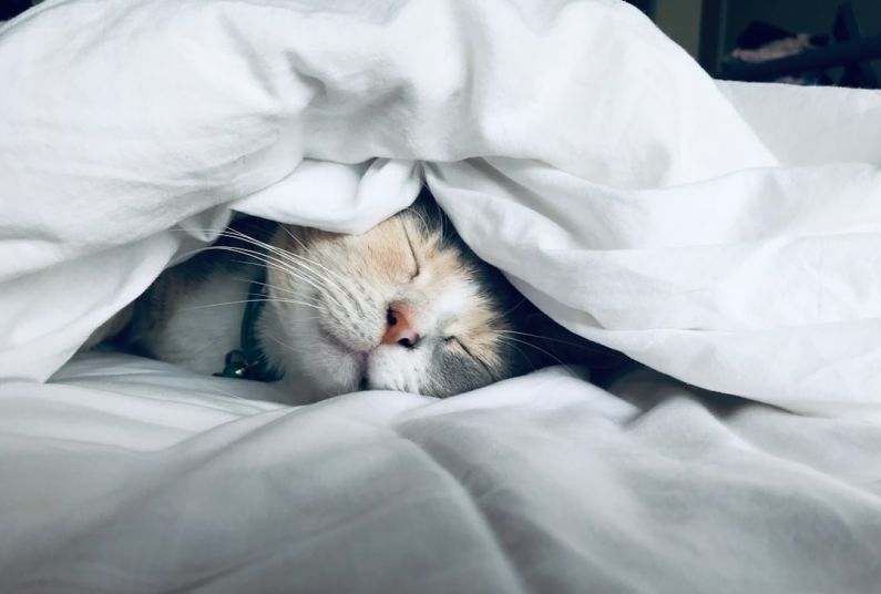 Sleep - white cat sleeps under white comforter