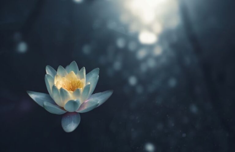 Meditation - selective focus photography of green succulent plant