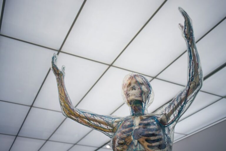 Immune System - human body sculpture