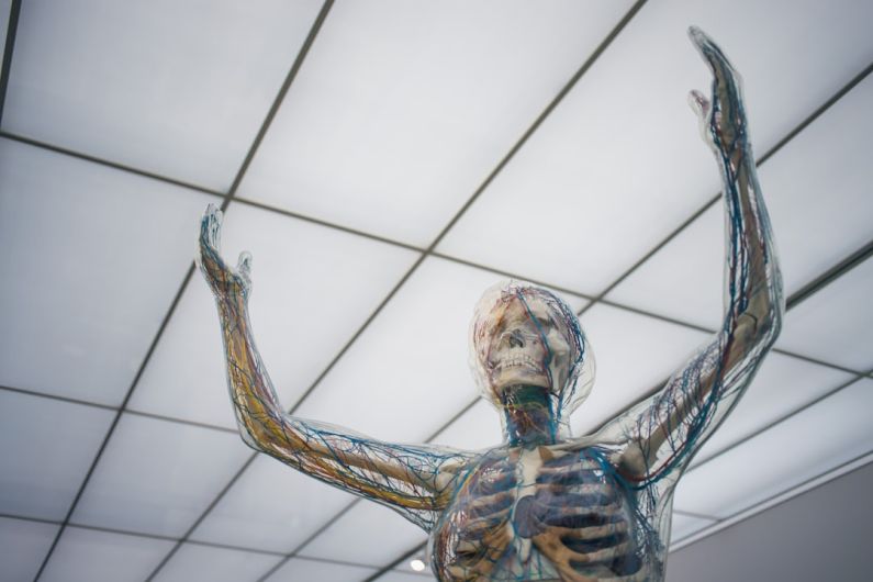 Immune System - human body sculpture